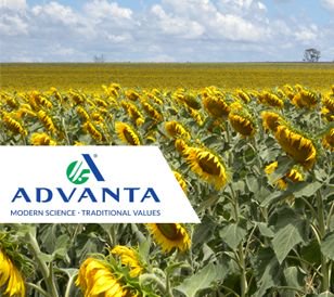 Бренд Advanta Seeds – это международная селекционная компания.
Посевмат подсолнуха занимает особое место у селекционеров Advanta Seeds. Читайте о новинках семян подсолнуха далее в статье: expertseeds.com.ua/articles/novin…