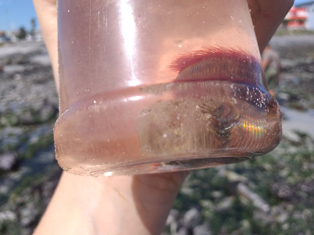 Nikki_Sea_Life's tweet photo. Some pictures from the last #fieldtrip #marphysa #polychaeta #wormen #marinenerds #springlow #baitworm 😎🌞🌊🤓🌚🐛 https://t.co/3IDaPCUtVE