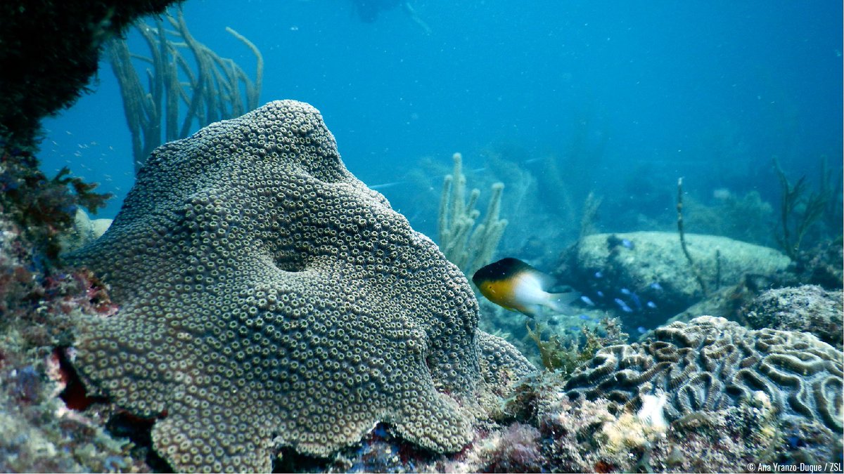 EDGEofExistence's tweet photo. Ana Yranzo Duque, one of our Segré EDGE Fellows working on boulder star coral, mountainous star coral and star coral in Venezuela, sent us some underwater photos of her fieldwork!
#FellowsFriday #EDGEspecies #WeirdandWonderful #Photography #CoralsofInstagram #Marine #Diving https://t.co/os3q1P4uBq