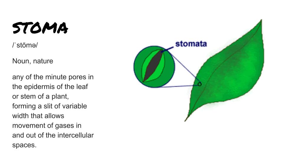 KeanWriting's tweet image. Today's word is Stoma, any of the minute pores in the epidermis of the leaf or stem of a plant, forming a slit of variable width that allows the movement of gases in and out of intercellular spaces.  #keancougars #keanwritingcenter #writingcenter