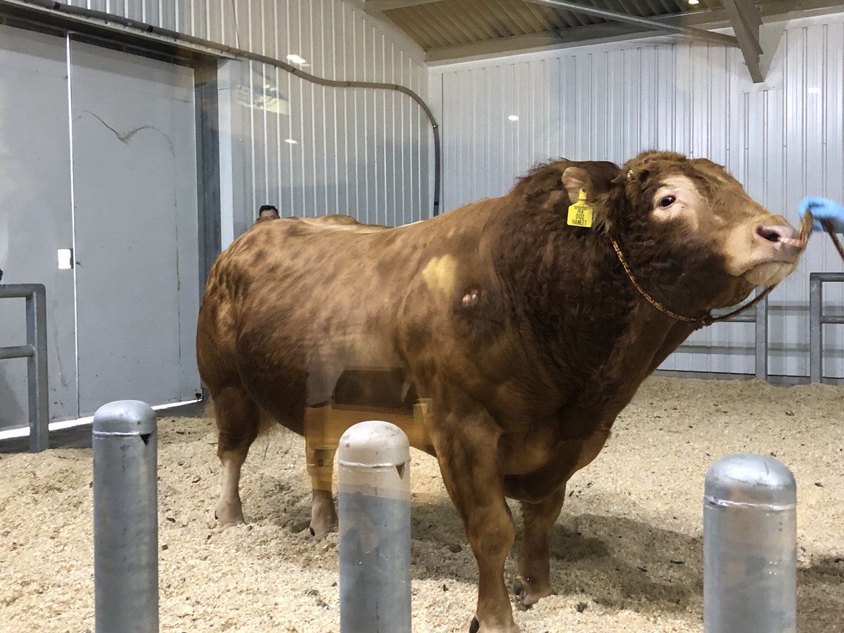 LesleyInnes3's tweet photo. Thank you Megan Ellis @GenusABS bull unit Ruthin -excellent &amp; inspiring tour of facilities &amp; presentations for @colegcambria Llysfasi Level 3 Agriculture 1st year students, giving excellent underpinning knowledge. Saw fantastic selection of beef &amp; dairy bulls @vivmartin1 Diolch https://t.co/Doikz3LAH5