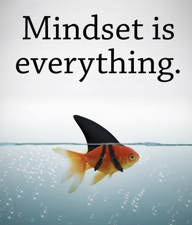 1TinySlice's tweet photo. Always believe you are the shark even when you feel like a goldfish! #FridayFeeling #BeGreat #awesome #mindset #growthmindset https://t.co/OlfGtdANnS https://t.co/1IaRhrWxq9