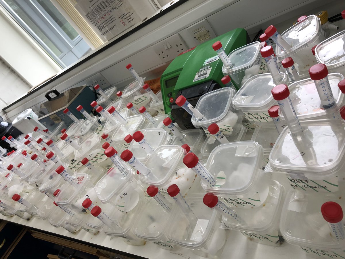 JessicaBurrows's tweet photo. It’s now more of an ocean of bees! My first 150 bees ready for the experiment to begin Monday, now to extract the next 150! #raybees #experiment2 #phdchat https://t.co/YXziQgF5EX