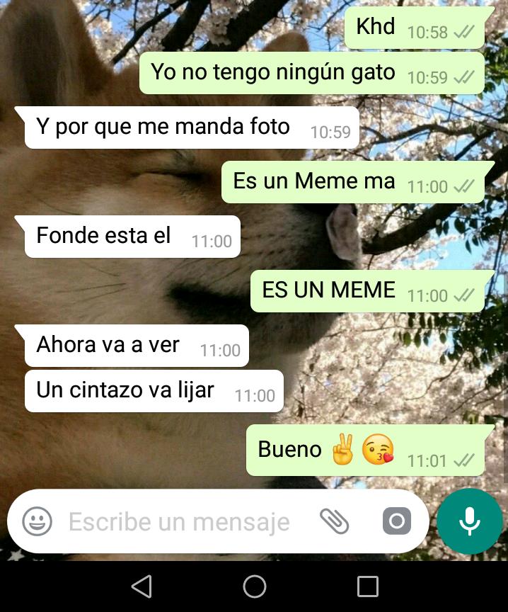 WinnieTheLord's tweet photo. Mi mama y el gato https://t.co/LDNZzbaIPv