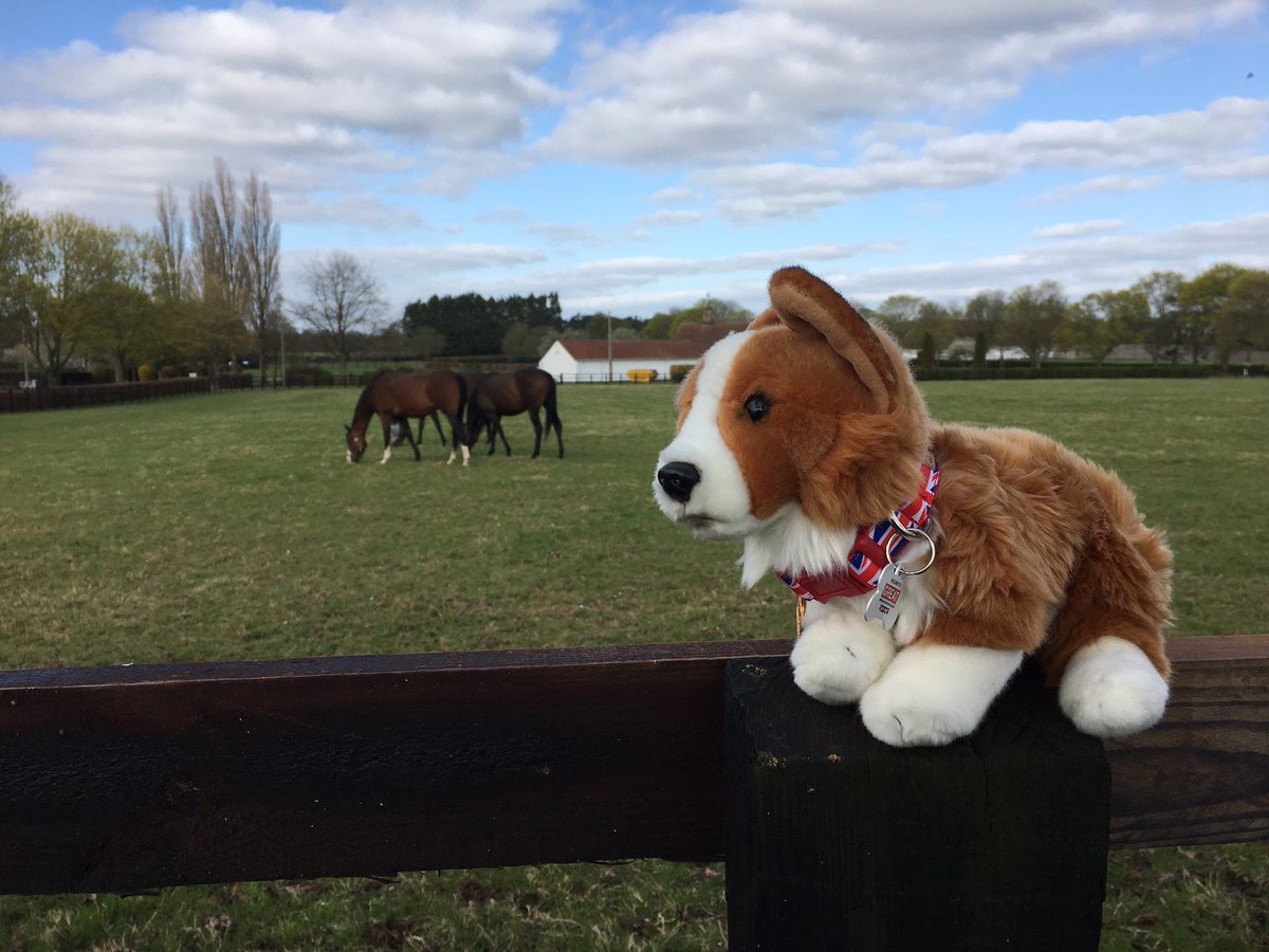 MeetCambridge's tweet photo. We only went and won Best in Show with Cam the Corgi!!! Thank you @EventsAreGREAT #MeetGB #godowninhistory Happy Friday everyone! 😀 https://t.co/wgt3ERBx2Z