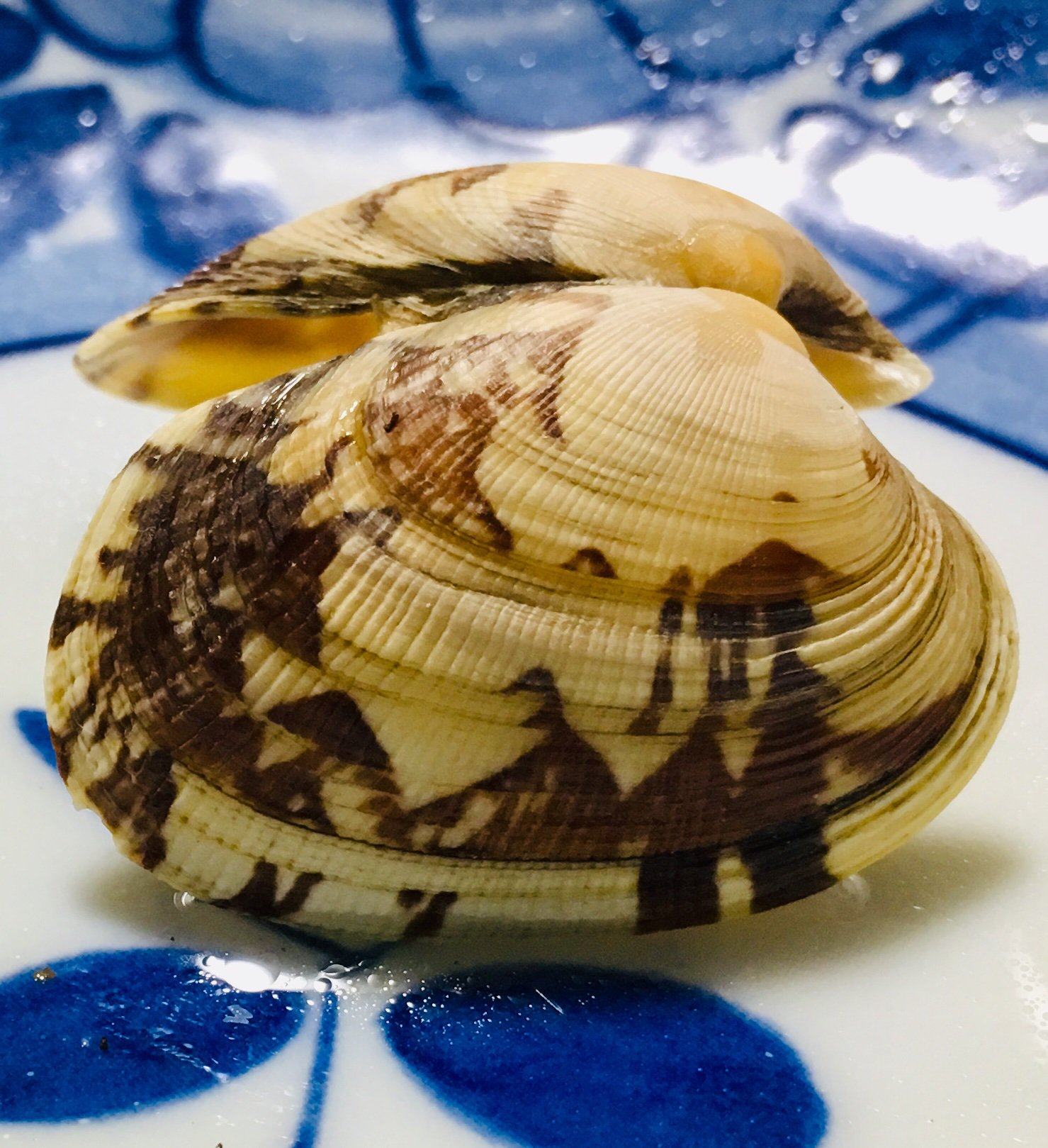 東裏友希 食べたアサリの貝殻模様がなんとも絵画的 私にはカモメ舞う松島を歩く深編笠を被った浪人とその連れに見えた T Co Vzrvbfetwt Twitter