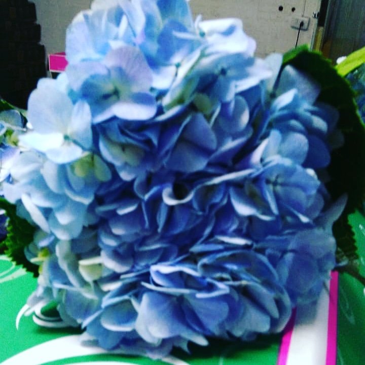 Premium Blue Hydrangea. Freshly delivered to your door. FREE SHIPPING.  #weddinginspiration #wedding #flowers #weddingstyle #love #hydrangeas #catering #flowersbygallonei #green #kiwi #white #purple Flowers By Gallon E&amp;I #gallonei #hydrangea