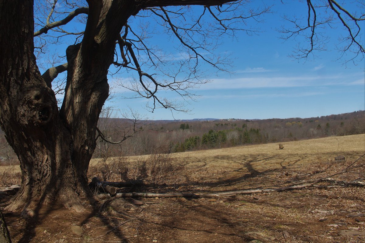 petermarteka's tweet photo. Berlin has acquired quite an impressive swath of open space and in turn it has protected the town’s rural heritage. So come take in a sunset or explore the seemingly endless trails and open spaces of 5 preserves.
#Berlin #Chotkowski #KensingtonOrchards
https://t.co/Cusgf2e5Wv https://t.co/aKs9RMUhex