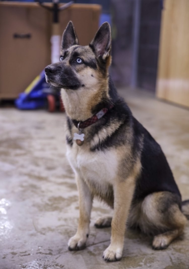 A day late for #nationalpetday but here is Kira, our #Brewery #Dog. She is Kempton’s 3 year old #GermanSheperd/#Husky. If you see Kempton around town, chances are Kira is with him. #beer #craftbeer #pnw