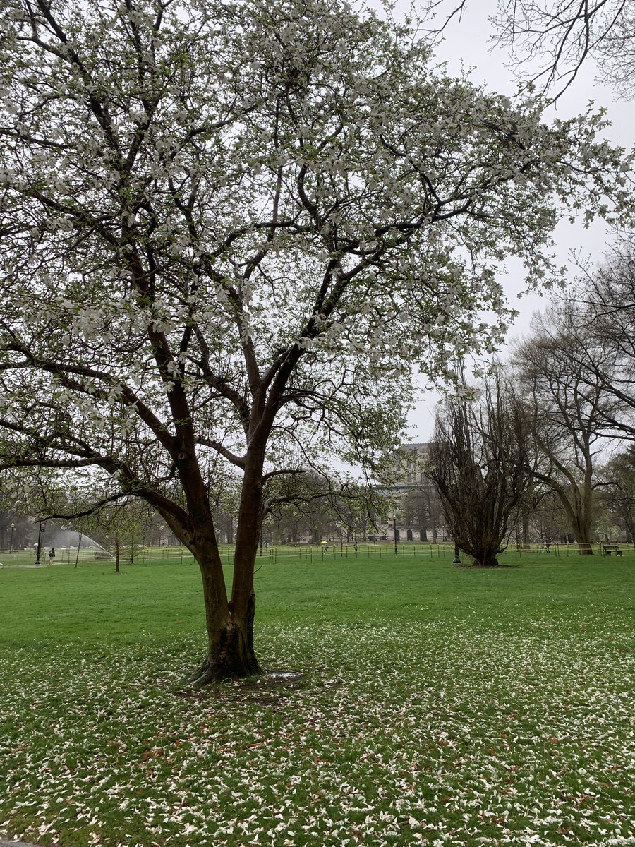 ThePointOnLane's tweet photo. Beautiful day on the oval 🌸 Stay dry Buckeyes! https://t.co/8ogk5Kzpcu