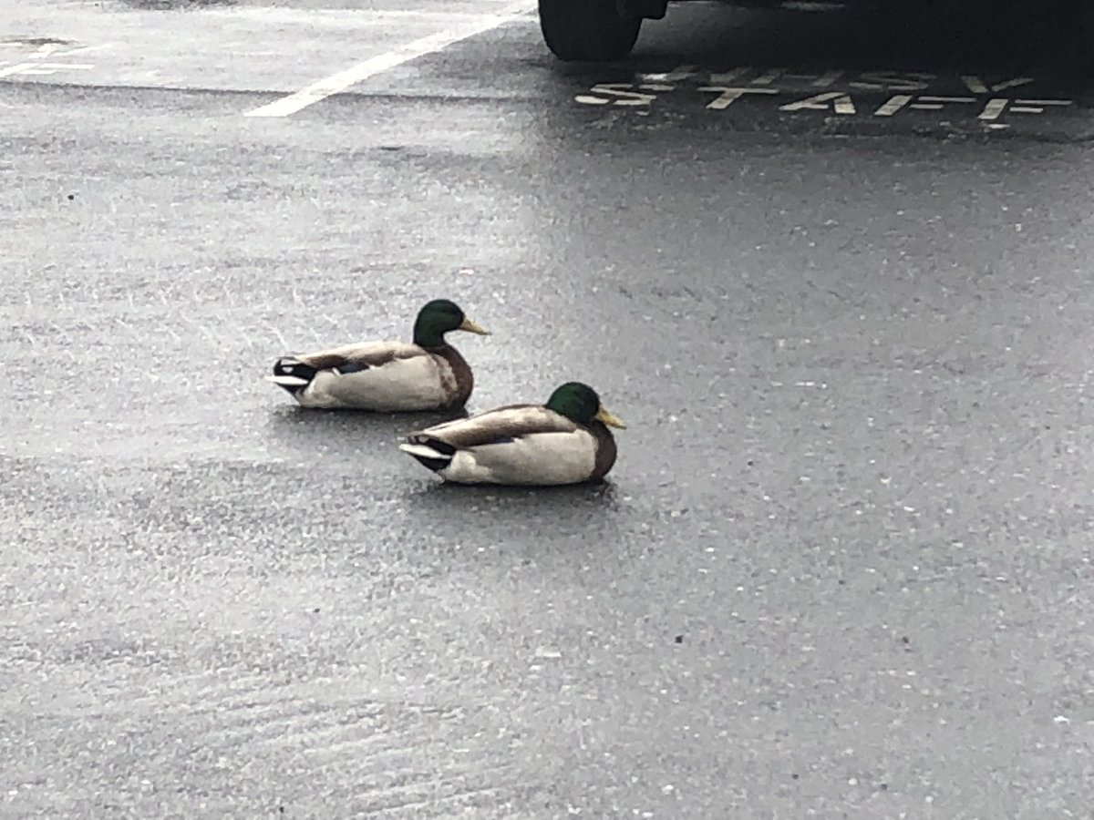 EAkiyamaNews's tweet photo. Some might think this weather is “fowl”, but the ducks in our parking lot don’t seem to think so! #whsv #tv3social @WHSV_Mackenzie https://t.co/HNarqBxzHQ