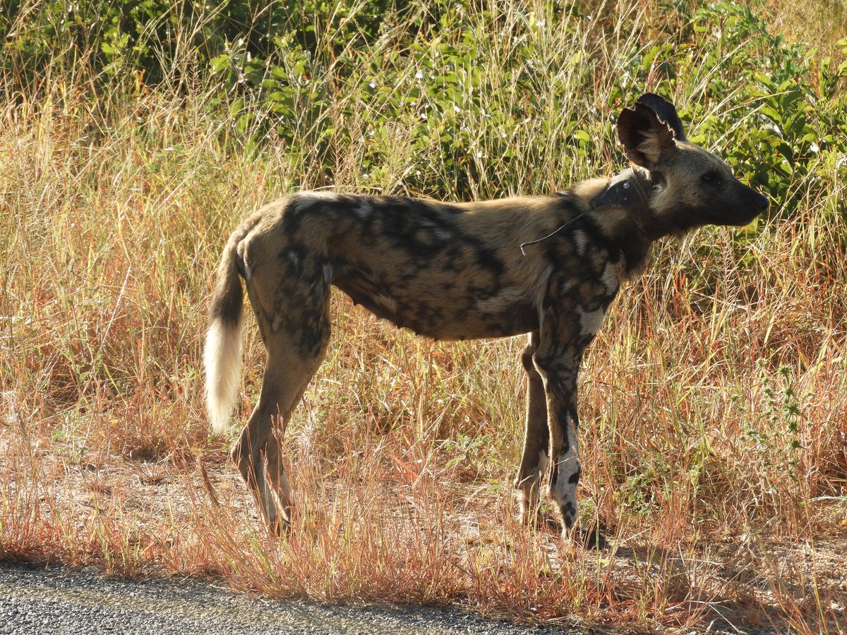 PaintedDogPDC's tweet photo. Bun in the oven? Lucy, alpha female of the Destiny pack, and Lily the alpha male might be on the path of growing their pack. The pack is currently made of 3 painted dogs only, Lucy, Lily and old Browny.
#DestinyPack #Lucy #PDC https://t.co/tDqxl2Dh69