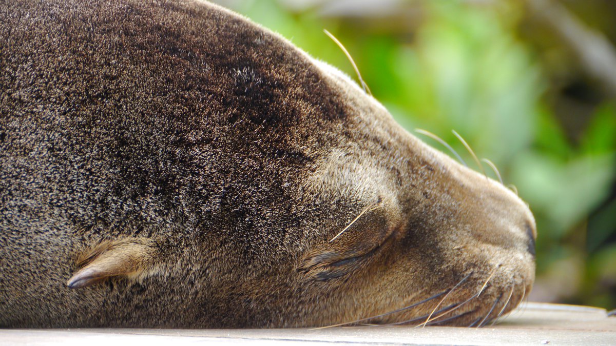 TGIF! Thank God its friday! 🥳🥳
 
galapagos-pro.com/galapagos-seel…

#Ecuador #Seelöwen #Seelöwe #Galapagos #Galapagosinseln #Nickerchen #Tierwelt #Strand #Reisen #Kreuzfahrt #Galapagoskreuzfahrt #Urlaub #Abenteuer