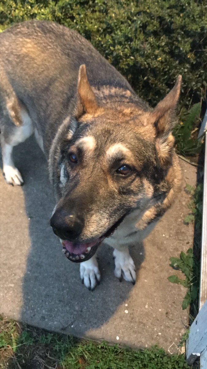 DFWRoxie's tweet image. I’m a happy girl after playing in the yard and sniffing out rabbits and critters. #AdoptDontShop #MansBestFriend