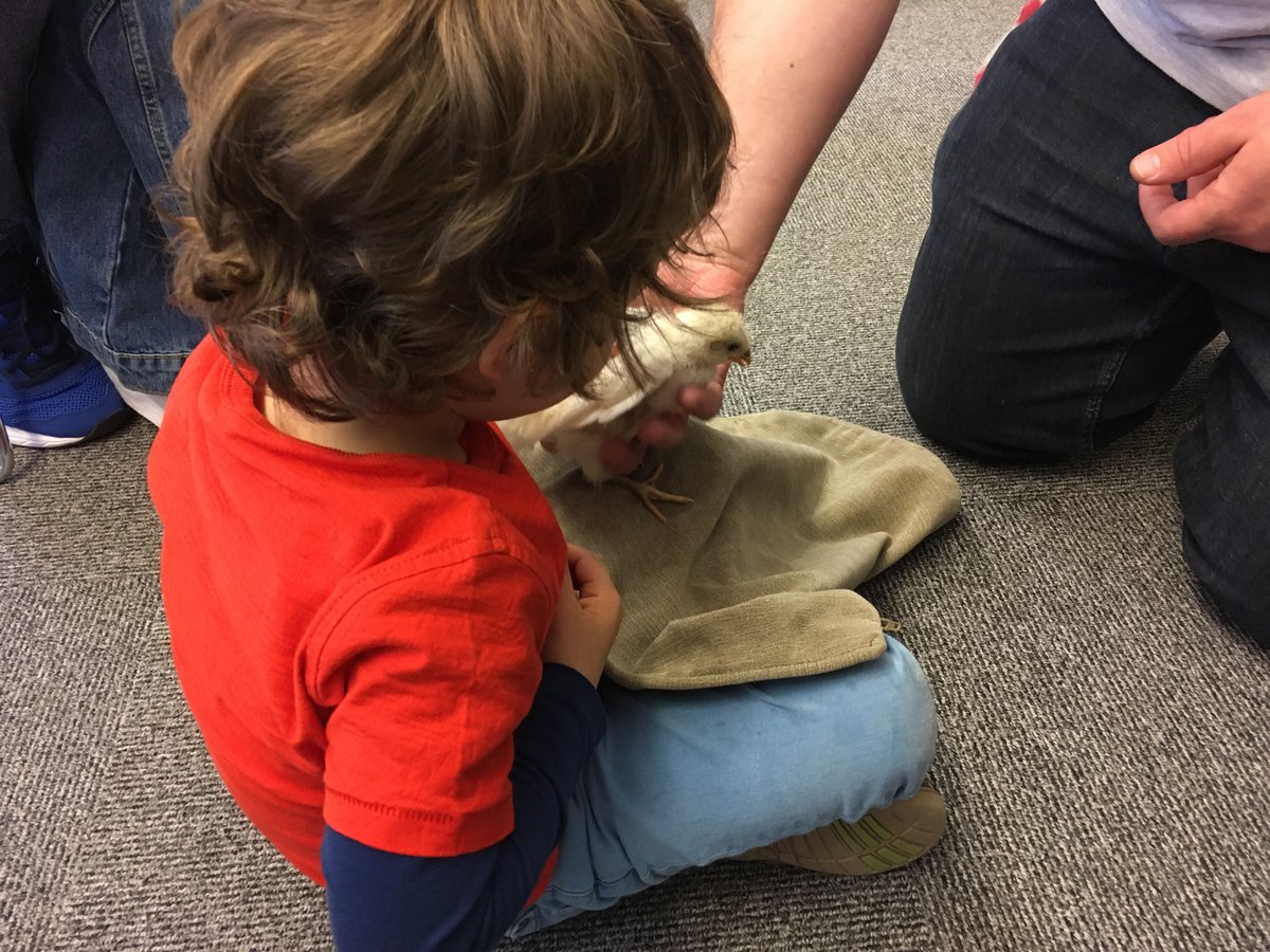 WiganLibraries's tweet image. A big thank you to #CuriousCritters for a fantastic visit to #StandishLibrary 👍🏻👍🏻👍🏻 The children learned lots of interesting facts about the animals, how to look after them &amp;amp; had lots of fun too. 🦉🐰🐥Check out the Curious Critters Facebook page: facebook.com/curiouscritter…