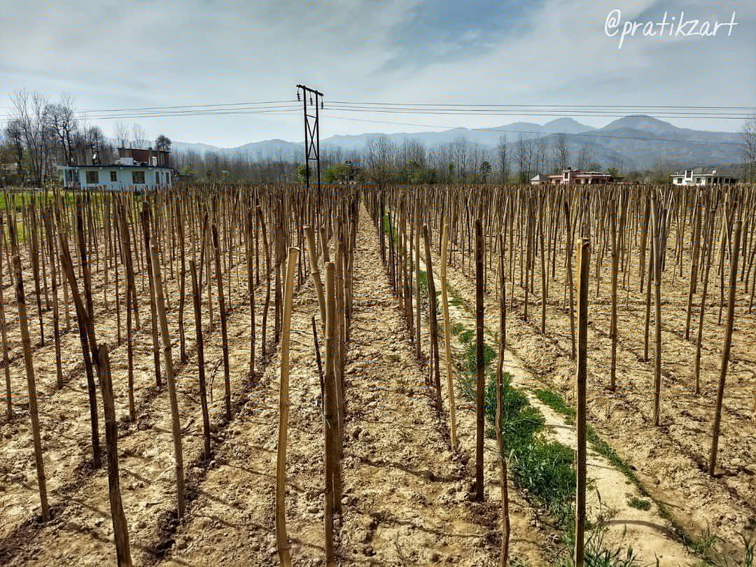 YoursPratik_'s tweet image. #HonorSnapShare @HonorClubIndia 

Spotted some patterns through my lenses. #SpotThePattern