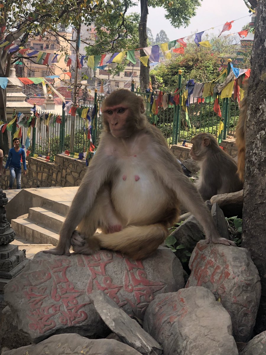 _Charlie_rose's tweet image. Some of my Nepal pictures from today at #monkeymountain