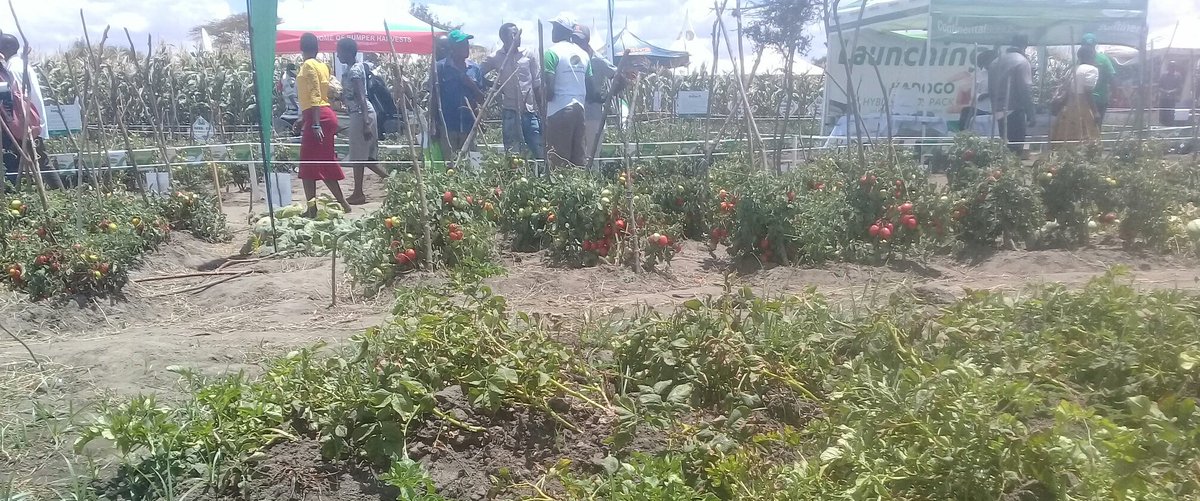 Agriculture PS Hamadi Boga accompanied by the Managing Director Kenya Plant Heaalth Inspectorate Service Dr. Easther Kimani inspect various crops during farmers field day at kwa Mbita farm in Sultan Hamud ,Kilome, Makueni County.