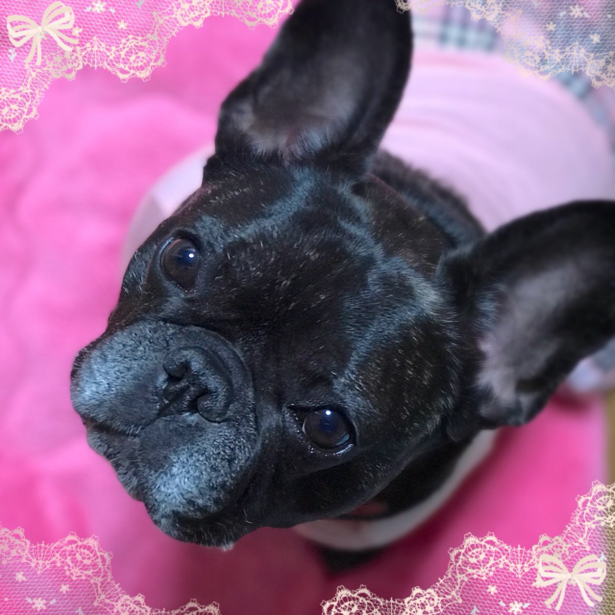 Mimi على تويتر 今週も頑張った この顔は何よりのご褒美 たまらんねぇ 癒し犬 可愛い娘ちゃん 相変わらず親バカ フレブル フレンチブルドッグ 鼻ぺちゃ ブサカワ ブヒ Buhi 犬バカ 親バカ 飼い主バカ 愛犬 犬バカ部