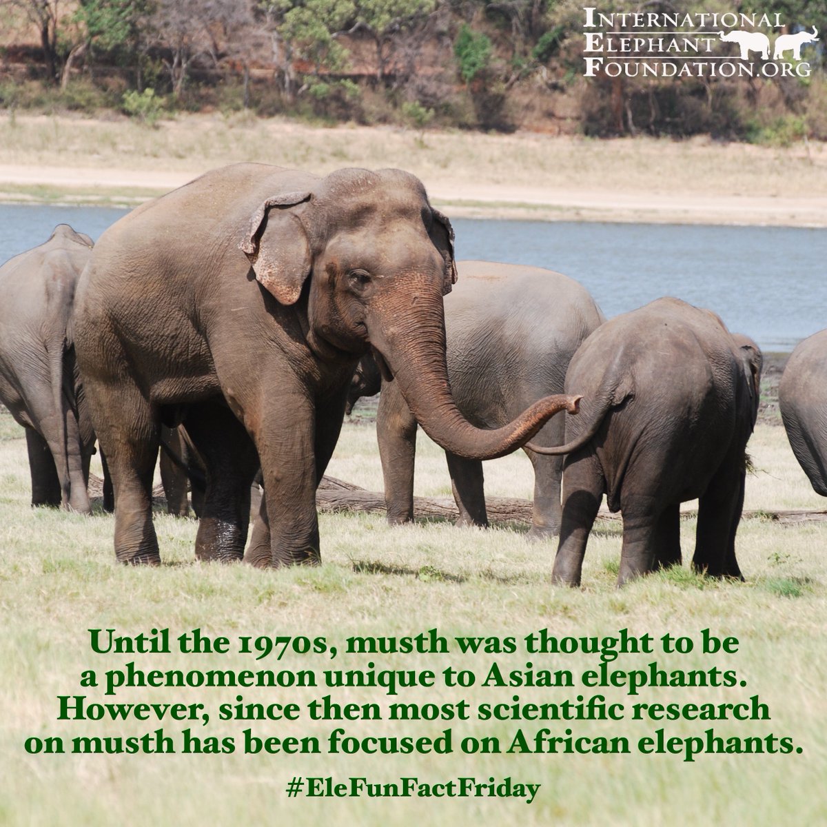Having a good #EleFunFactFriday? Here is an intriguing fact about #elephant #musth. #ILoveScience #ILovenature #STEM 