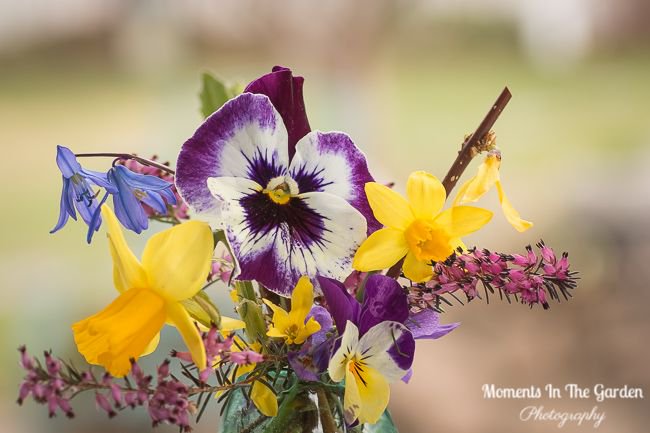 MomentsintheG's tweet photo. I love it when I can start cutting flowers from the garden. Spring posy. #springposy #flowerarrangement #viola #pansy #forsythia #daffodil #heather #chionodoxa #momentsinthegardenphotography https://t.co/R9nMn5VHUM