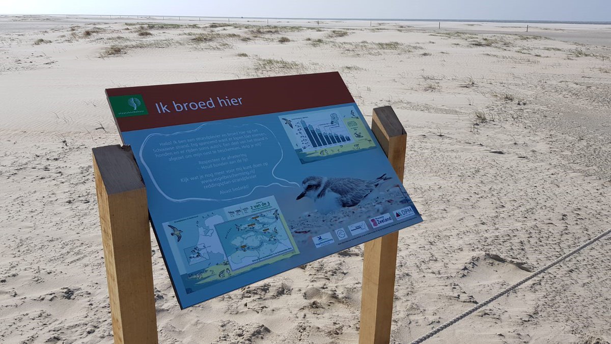Er zijn nog maar héél weinig strandplevieren in Nederland. Elke strandplevier telt. Op het Verklikkerstrand hebben we hun broedgebied weer afgezet. Nu duimen voor een succesvol broedseizoen! #boswachtersblog boswachtersblog.nl/aanzee/2019/04…