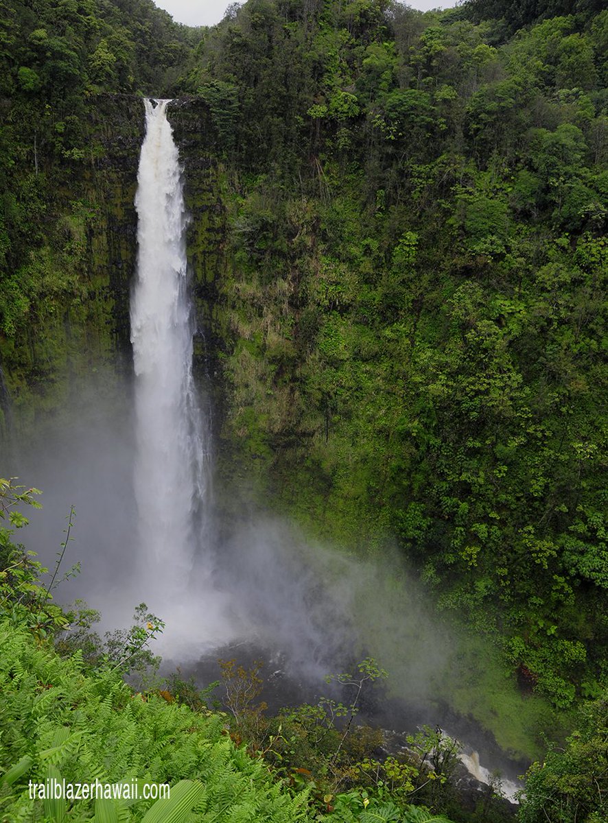 TrailblzrHAWAII's tweet photo. TRAILBLAZER HAWAII: What Lava? The Big Island's Hamakua Coast is One Big Waterfall. https://t.co/LrOFMC2uqn #hawaiitravel #airbnb #havealohawilltravel #alohanorth https://t.co/W6ekCwIGK5