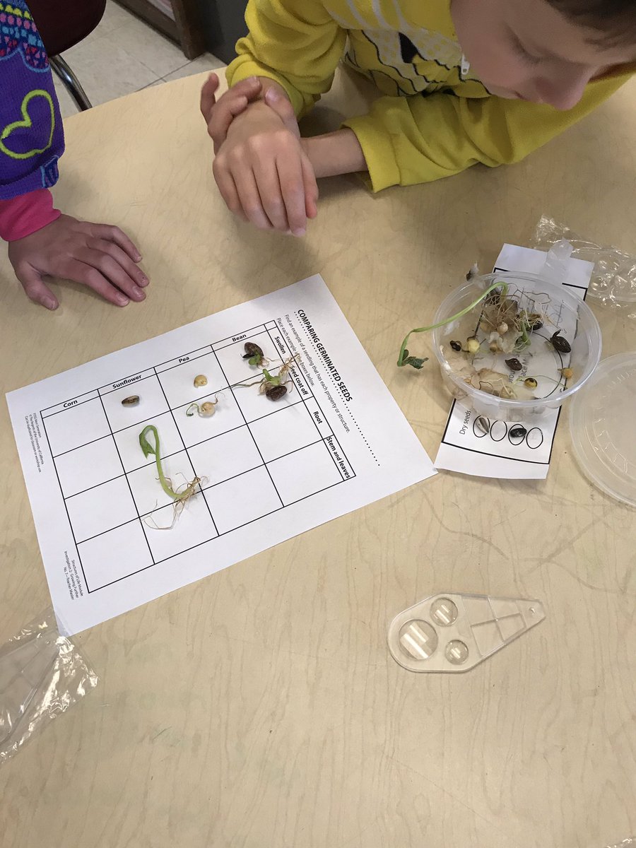 LesGesek's tweet image. Comparing germinated seeds. #grade3atese #FOSSscience