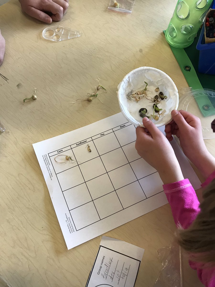 LesGesek's tweet image. Comparing germinated seeds. #grade3atese #FOSSscience