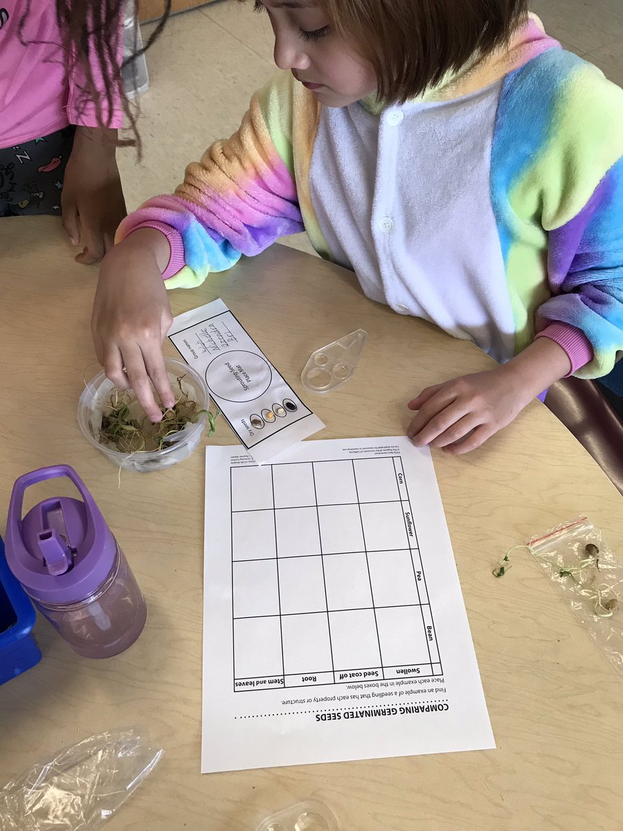 LesGesek's tweet image. Comparing germinated seeds. #grade3atese #FOSSscience