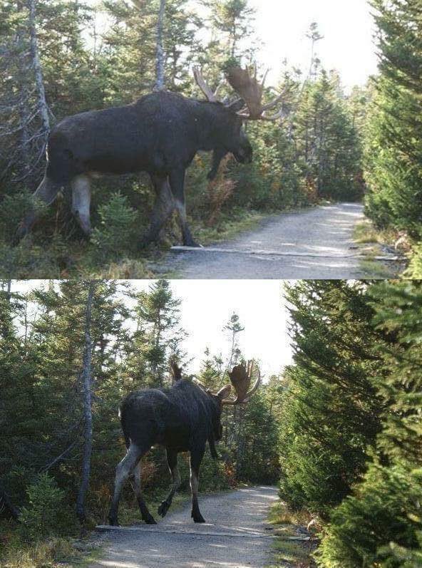 jtrese3's tweet photo. @_3mmi3_ @ItsSeco Look at how big that moose is. Can you imagine the power behind the swipe of the Kodiak’s powerful paw? https://t.co/0YhAXIz8HJ
