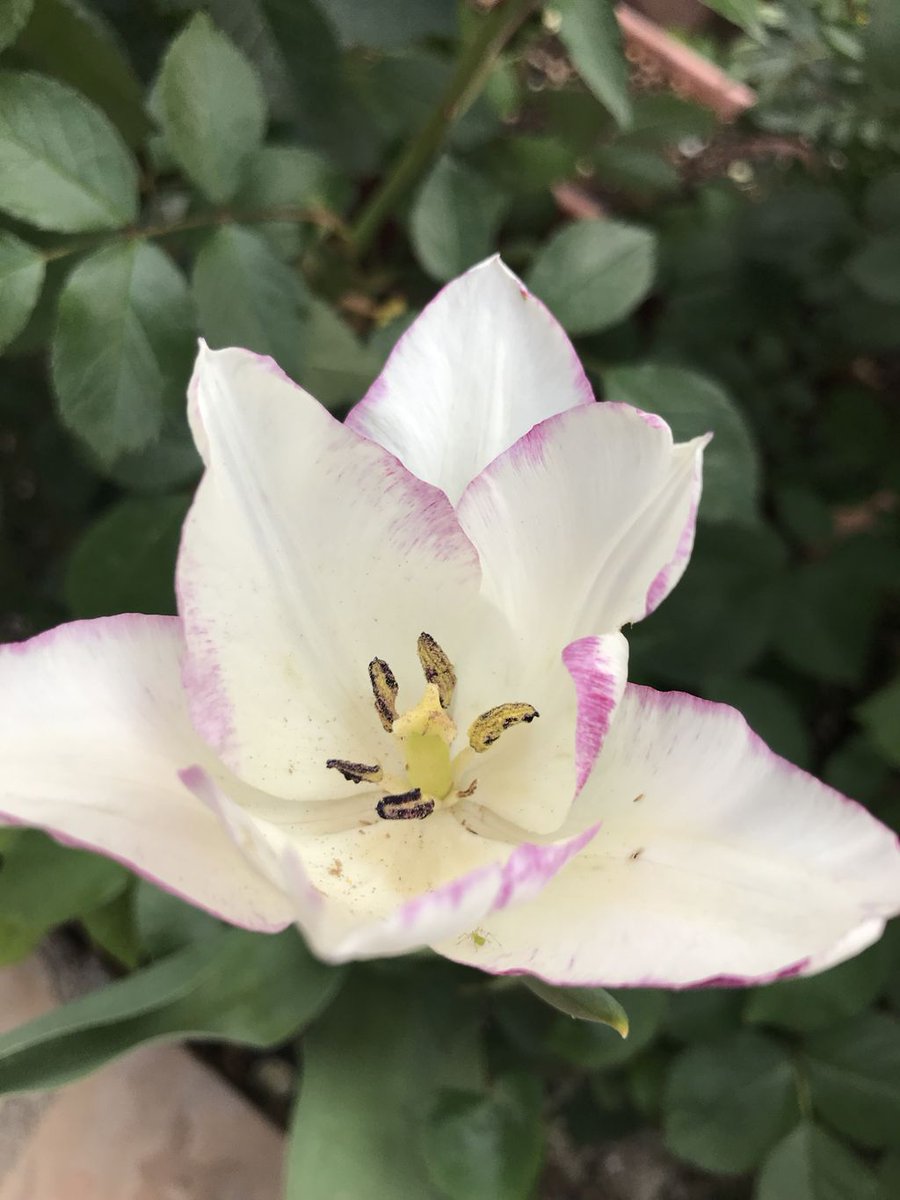 PapayaPythons's tweet photo. We have a few more gals getting ready to lay eggs, but meanwhile, the weather and flowers are beautiful. #spring #flowers https://t.co/sZUlg0yC1w