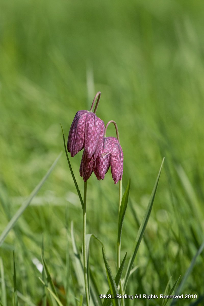Snake's head fritillary From <a href="/BathSpaUni/">Bath Spa University</a> 
Read our blog for more
newton-st-loe-birding.blogspot.com 

<a href="/BathLifeMag/">Bath Life</a> <a href="/bathlive/">Bath Live</a>