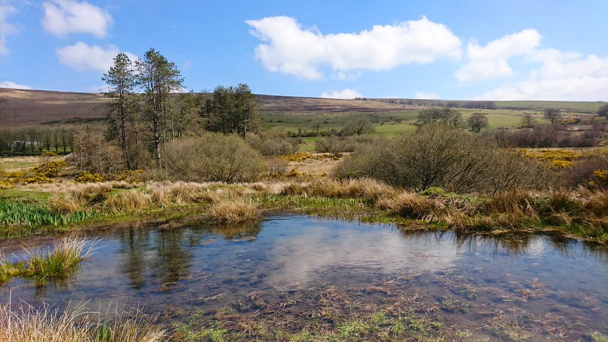 Stunning fresh Spring day on Dartmoor today #dartmoor #spring #dartmoornationalpark