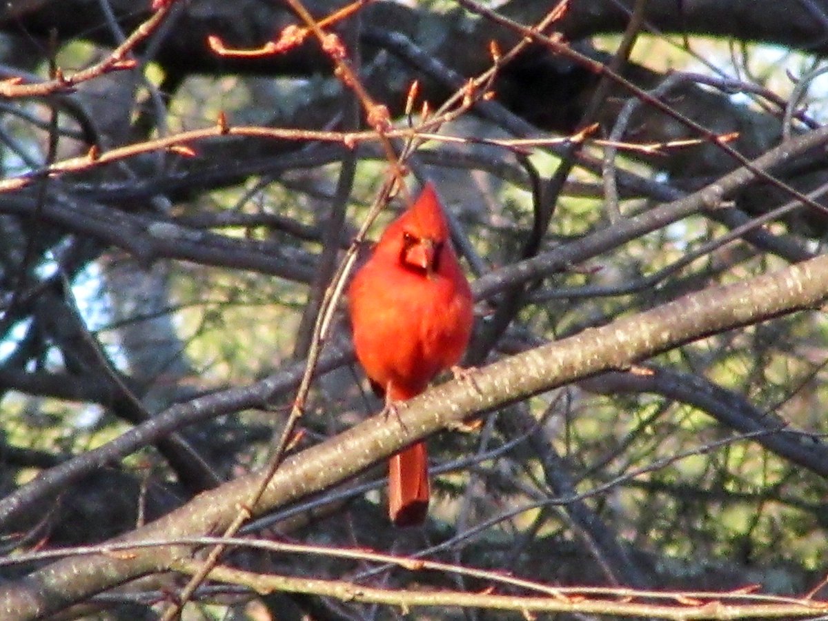 Safigirl17's tweet photo. Cardinals are so beautiful! They also sing the most amazing spring songs. :) #LoveBirds #SpringInNH #NorthernCardinal https://t.co/ZmTTyDUYQi