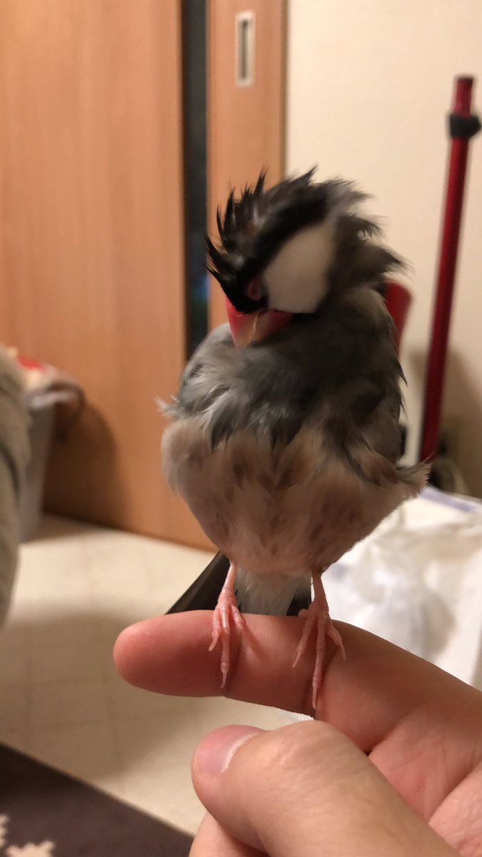 ソフトモヒカン ソフトモヒカン