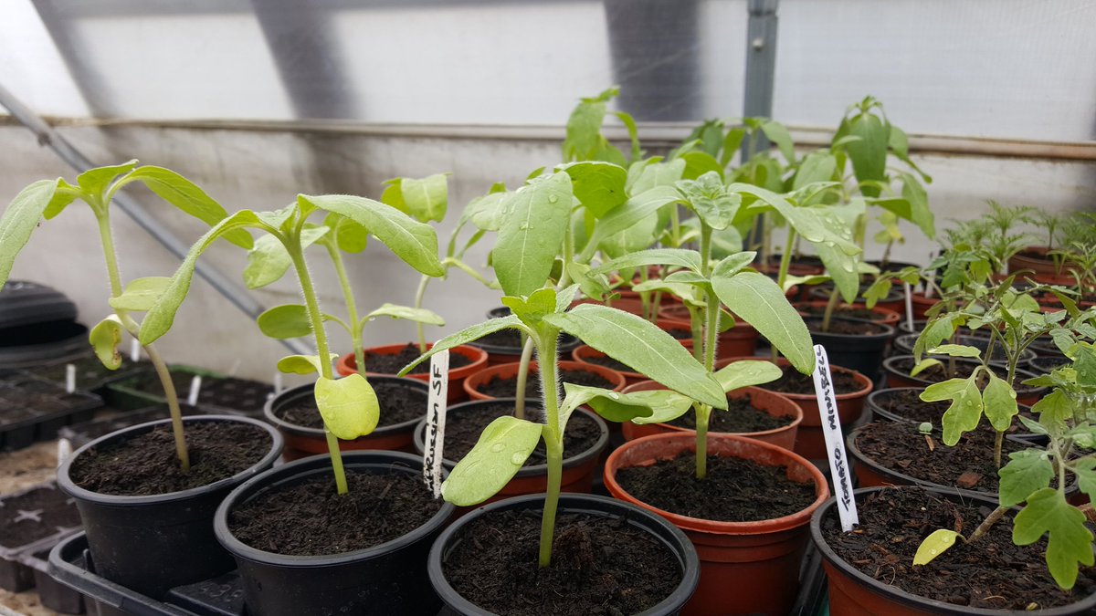 Our Poly tunnel is bursting with little seedlings that we have run out of space! Does anyone else love this time of year? #grownwithlove