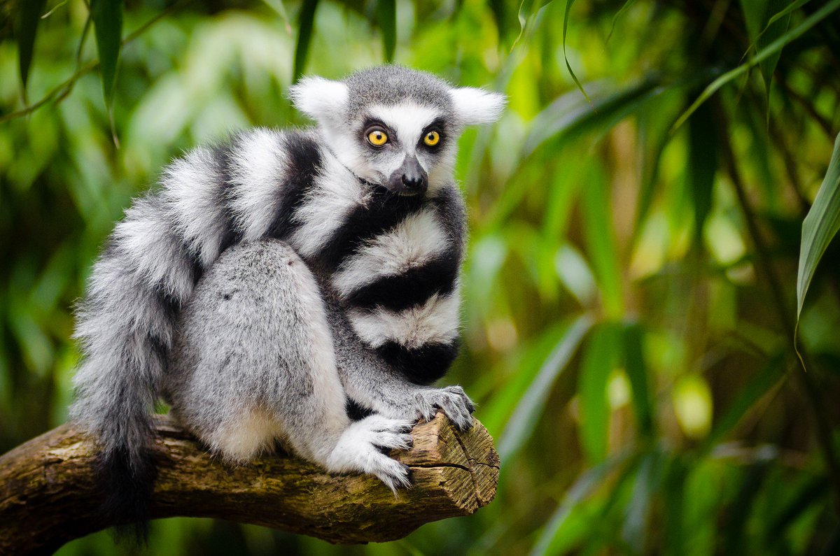 LIVE WEBINAR TODAY: Join our Africa expert for a free 30-min webinar on travel to #Madagascar today, April 12 at 11 AM (PDT): attend.zoho.com/lemurs

Give your lunch break some adventure! As a bonus, you'll see plenty of cute lemurs. #tl_chat #wanderlust #ttot