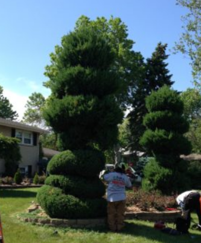 torontotreesgta's tweet image. RT  RT  RT  For beautifully shaped trees and shrubs, call #FandHTreeService - (630) 545-1380 #TreeTrimming #TreeRemova…