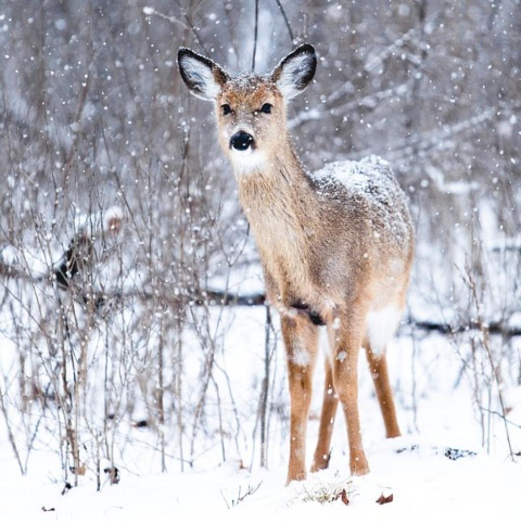 Track & Sign Certification at the NorthWoods Stewardship Center on April 13th at 8:30 AM.

Visit our website at buff.ly/2S0HxY2 for details!

#eastburkerentals #vermontevents #certification #vermont #events #wildlifetracking #wildlifetraining