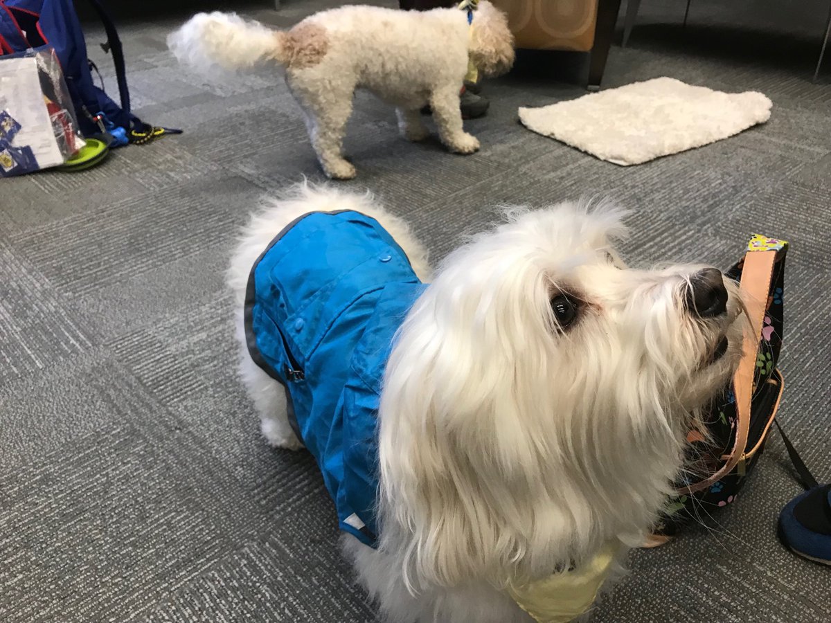 evincent32's tweet photo. Dogs in raincoats. So cute! These pups visited our student employees. @KSUPetTherapy @KSUFlashComm #FlashesAtWork 💙💛⚡️🐾 https://t.co/yE9fUX4M4t