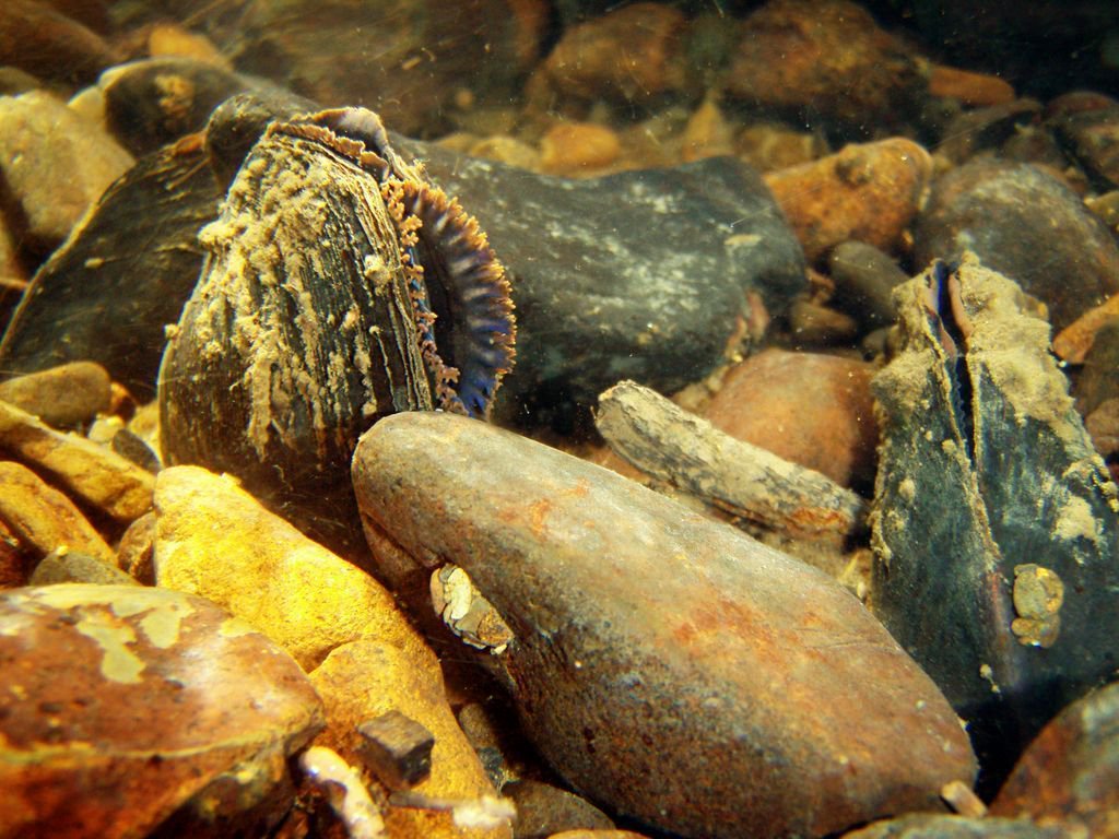 xercessociety's tweet photo. Freshwater mussels are experiencing a dramatic decline; 72% percent of North American freshwater mussels are considered extinct or imperiled, representing one of the most at-risk groups of animals in the United States. https://t.co/Z22D4gbXwD (📸: Marie Fernandez) https://t.co/sbebMyyLM3