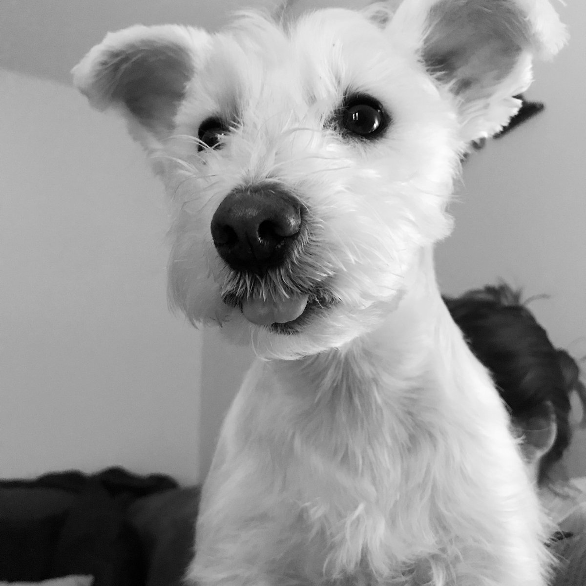 dogmom5709's tweet photo. #postnap #Douglas ππΆ https://t.co/NNj3CfAMpQ