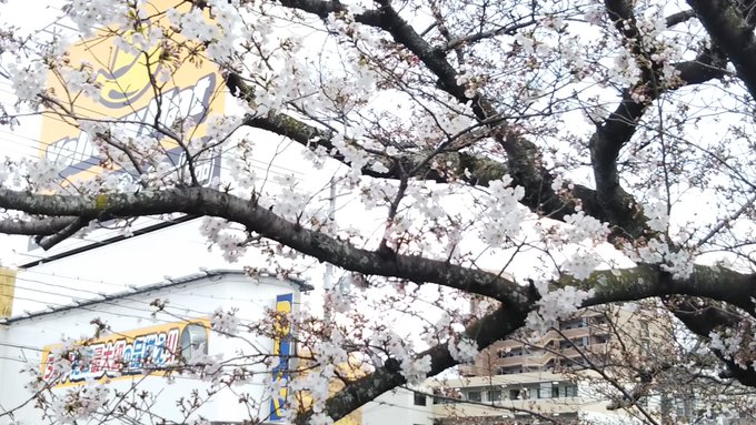 桜土手のtwitterイラスト検索結果 桜土手のtwitterイラスト検索結果