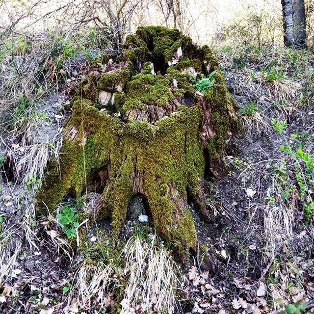 bembureda's tweet photo. Hiking sulle Cesane: tronco ricoperto di muschio con elemento inquietante #getout #myphoto #eye #picoftheday #cesane #trekking #hiking #intothewoods #forest #creepy #haunted #travelphotography #photoftheday #moss #oak #roots #photography #instagold #phot… https://t.co/d3ZCtQ3ykr https://t.co/gpmDiJUnnI