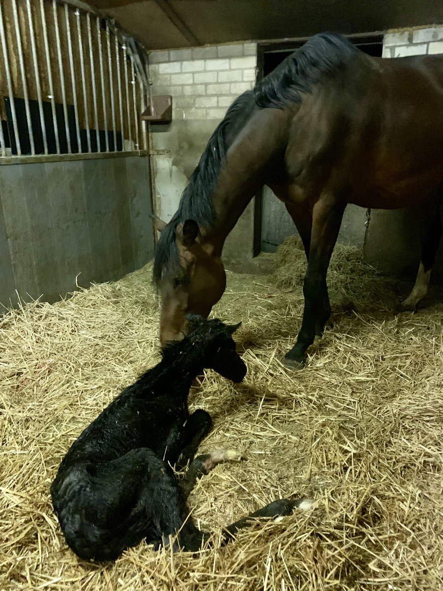 Anton van Limpt tweet media