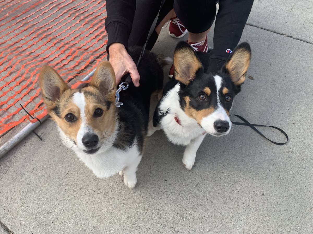 chknoxmarathon's tweet photo. Bijou and Willow barking at all the runners wishing them luck! #chkm #CHKM2019 🤣 https://t.co/yyqZHxUOtE