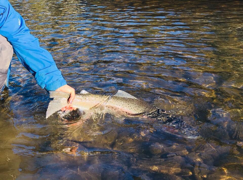 BCGuidedfishing's tweet photo. https://t.co/H9TZquNcUo