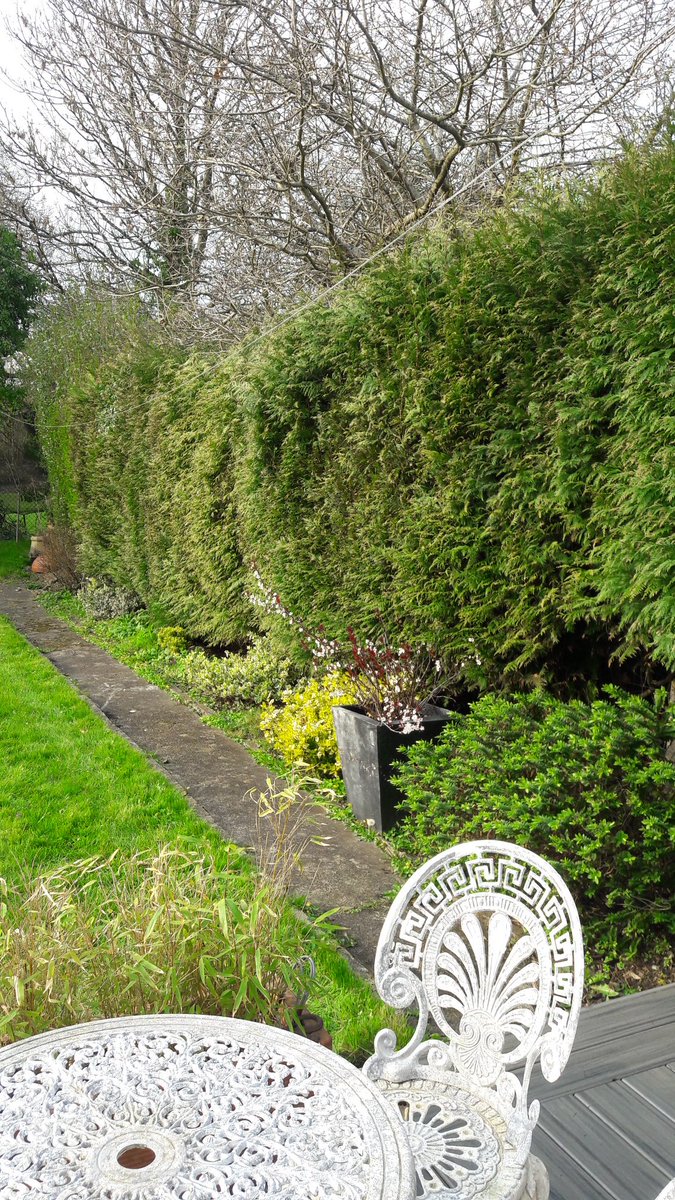 jules_tempest's tweet photo. Our neighbour is cutting down the  beautiful, established hedge that separates our gardens. We love the hedge and can't understand why anyone would want to cut down this lush piece of greenery. #saveourplanet https://t.co/tFLQKL5Iag