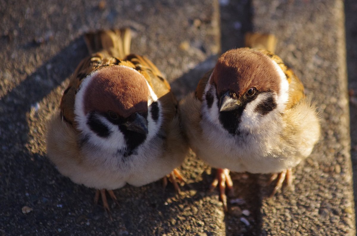 中野さとる かわいい２ショット ４連発 雀 スズメ すずめ Sparrow 鳥 小鳥 野鳥 Bird